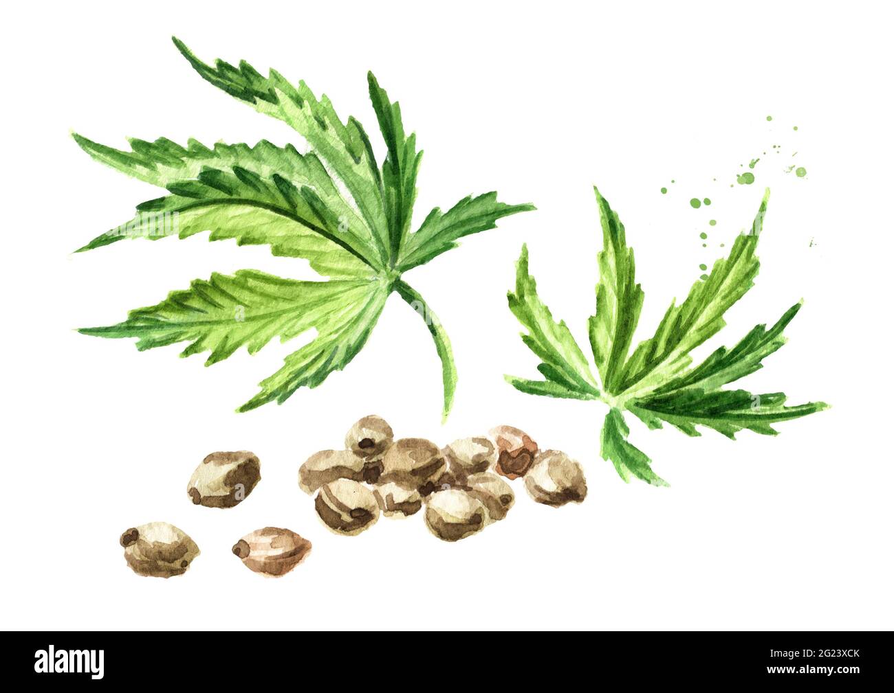 Hanfsamen und grüne Cannabisblätter, Heilkräuterpflanze, Marihuana, handgezeichnete Aquarell-Illustration isoliert auf weißem Hintergrund Stockfoto