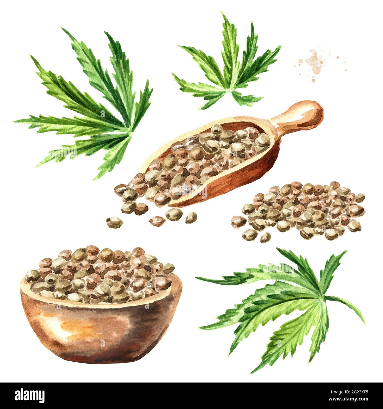 Hanfsamen, Cannabis sativa, Heilkräuterpflanze, Marihuana-Set. Handgezeichnete Aquarelldarstellung isoliert auf weißem Hintergrund Stockfoto