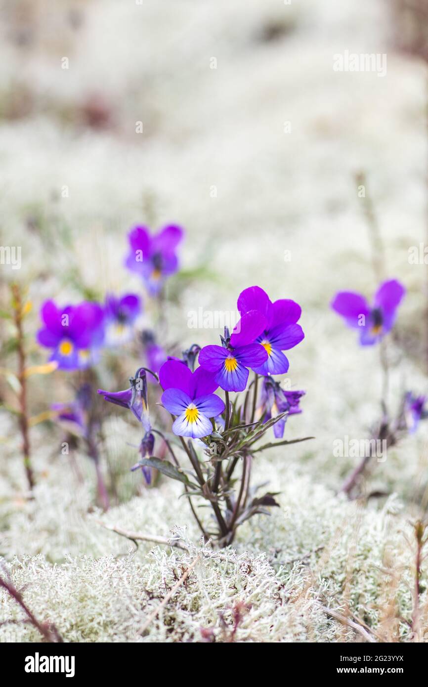 Blumen von Viola tricolor zwischen weißem Moos im Sand, aus der Nähe. Wilde Stiefmütterchen, Johnny Sprung nach oben, Herzenslust, Herzenslust, Herzlust, Europäische Wildnis Stockfoto