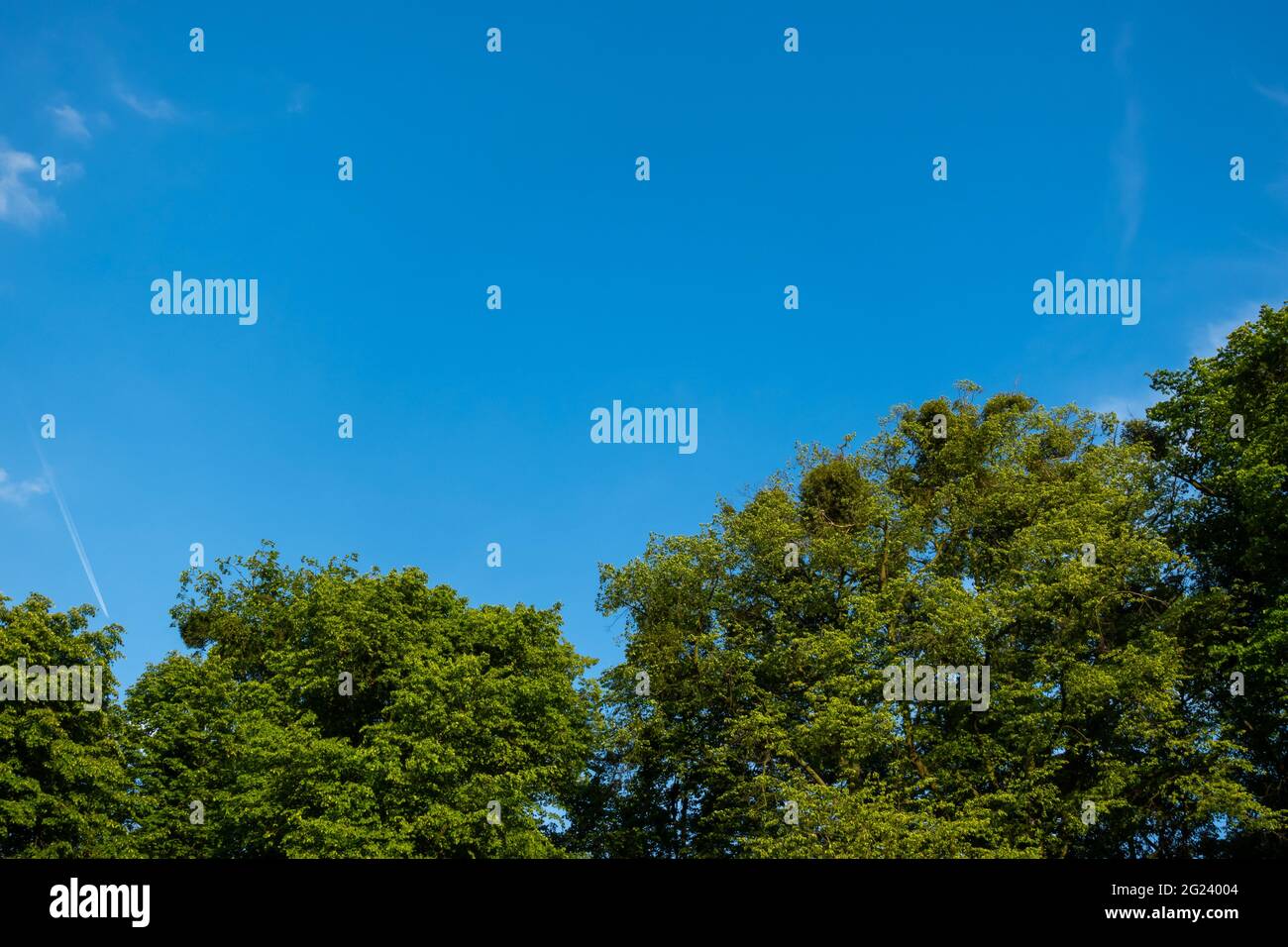 Baumkrone mit grünen Blättern gegen den blauen Himmel. Aufnahme bei Tageslicht. Stockfoto