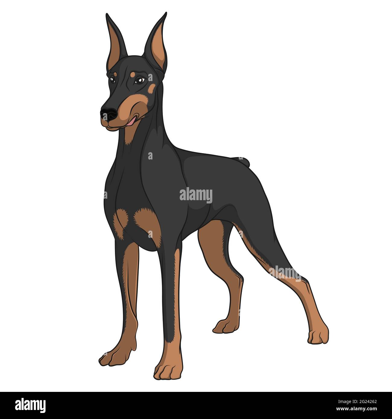 Farbvektorbild eines Dobermann. Isoliertes Objekt auf Weiß. Stock Vektor