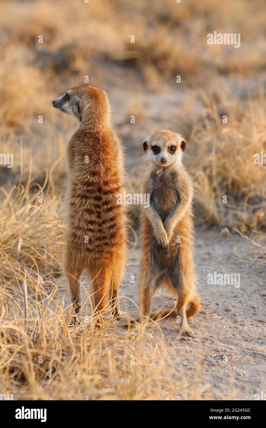 Erdmännchen, Suricata Suricata, stehen auf Hinterbeinen. Makgadikgadi Pan, Botswana, Afrika Stockfoto