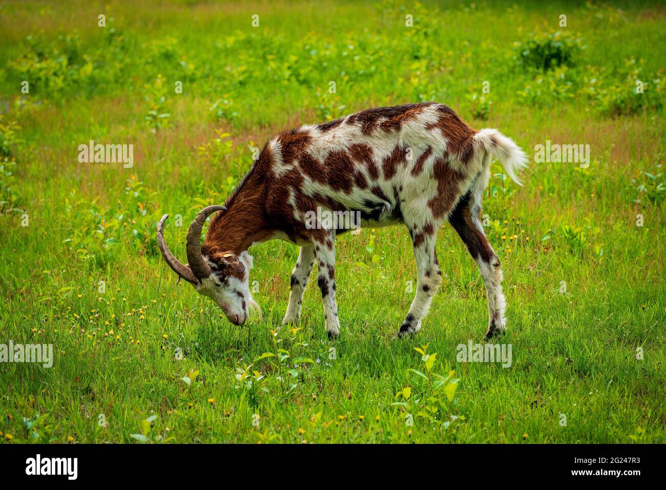 Ziege grast auf der Heide Stockfoto