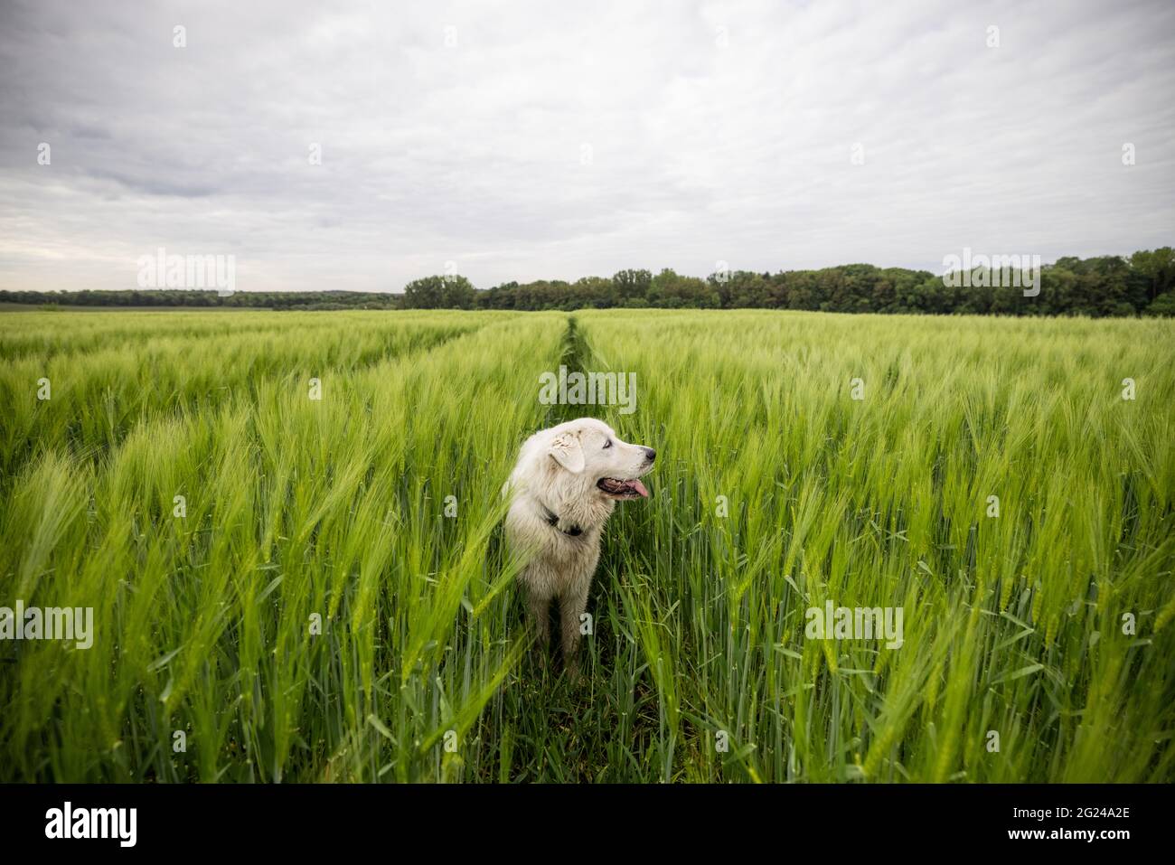 Happy Big weißen Schäferhund zu Fuß auf grünem Roggenfeld. Haustier bewacht das Feld mit der Ernte. Stockfoto