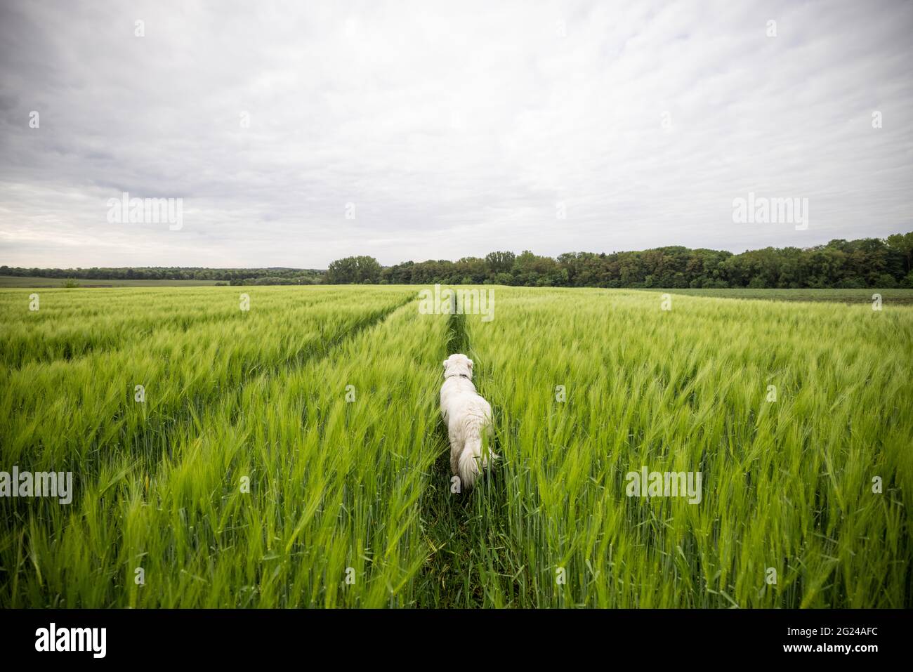 Große weiße Schäferhund maremma zu Fuß auf grünem Roggenfeld. Haustier bewacht das Feld mit der Ernte. Rückansicht. Stockfoto
