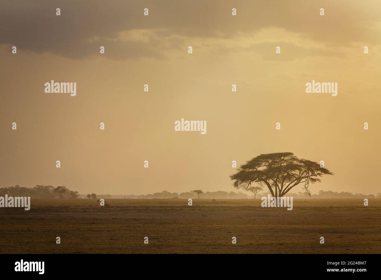 Afrika, Kenia, Akazienbaum in der Savanne bei Sonnenuntergang im Amboseli National Park Stockfoto