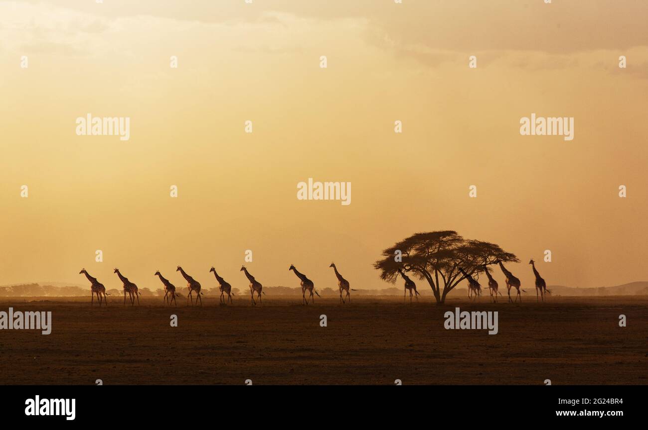 Afrika, Kenia, Giraffen Wandern in der Savanne bei Sonnenuntergang im Amboseli National Park Stockfoto