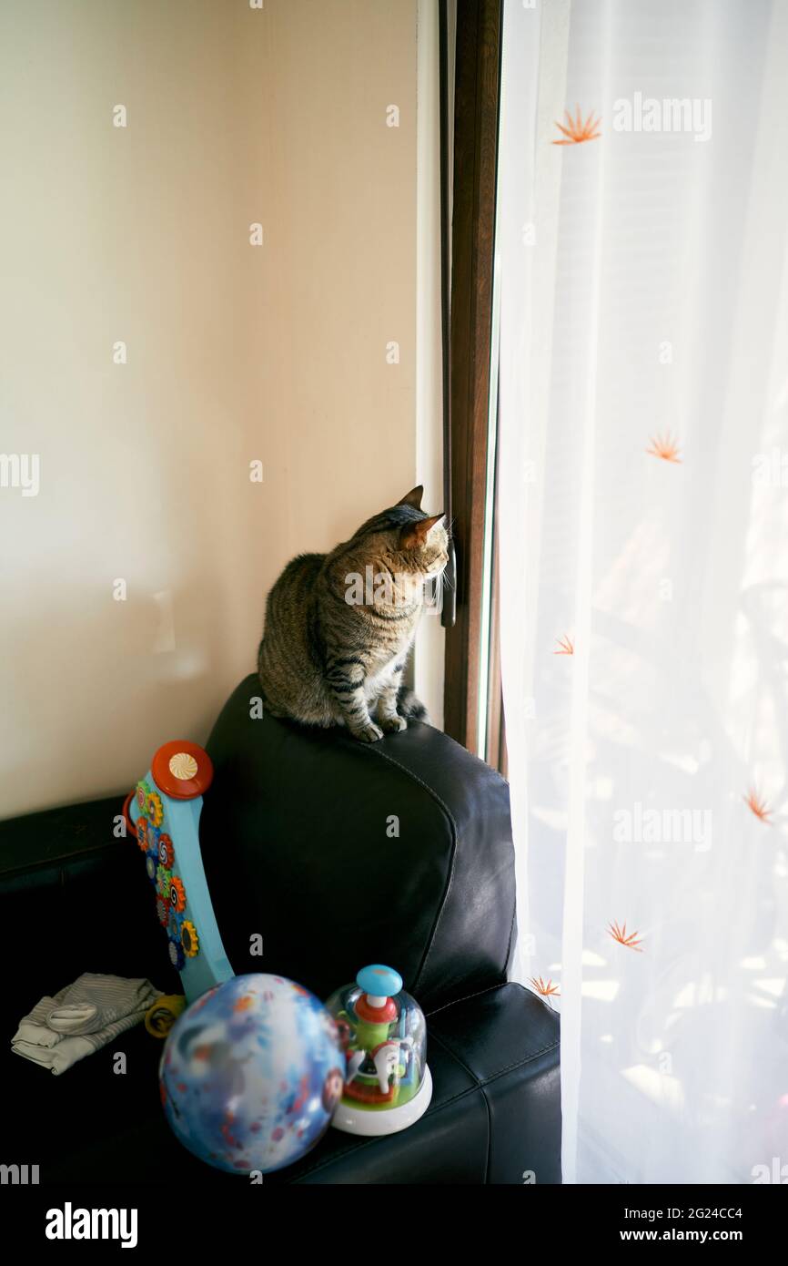Die Katze Tabby sitzt auf der Rückseite des Sofas neben den Spielzeugen und blickt aus dem Fenster Stockfoto