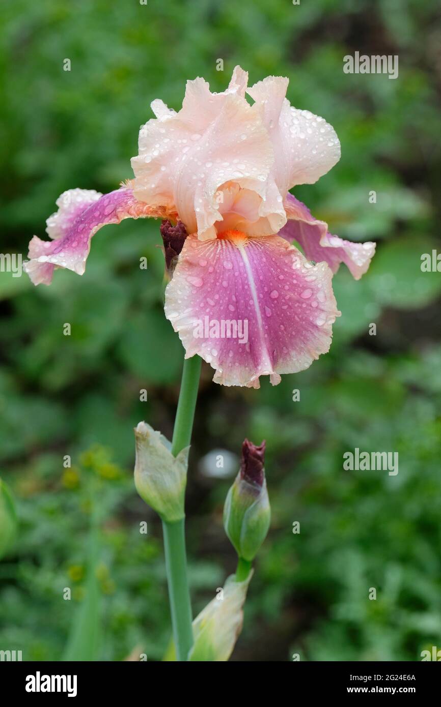 Große Bartlilie „Carnaby“. Iris „Carnaby“. Die Blüten haben einen blassrosa/aprikotischen Standard und große blassviolette Wasserfälle Stockfoto