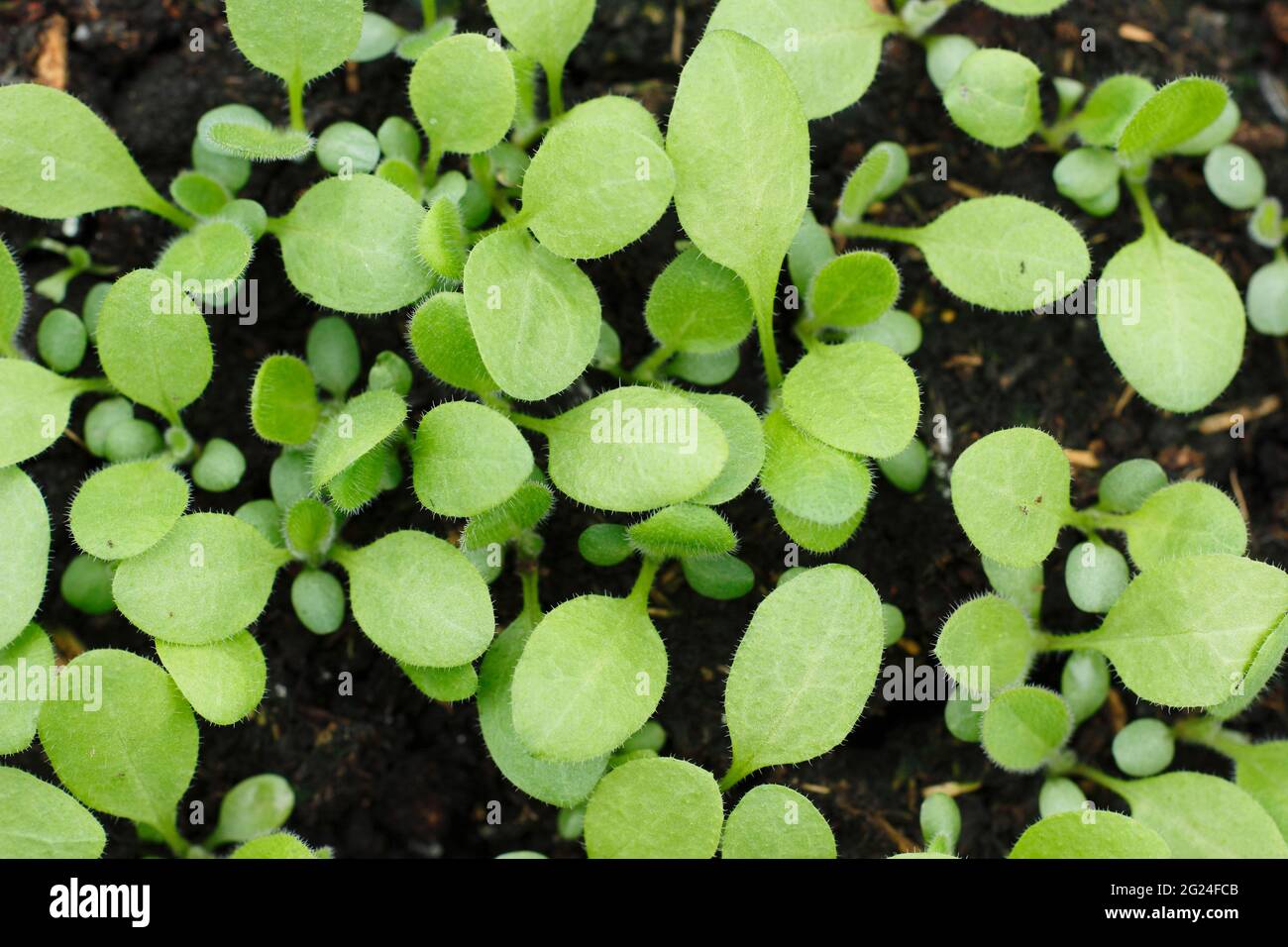 Rudbeckia Blume Sämlinge wachsen in einem Tablett. UK Stockfoto