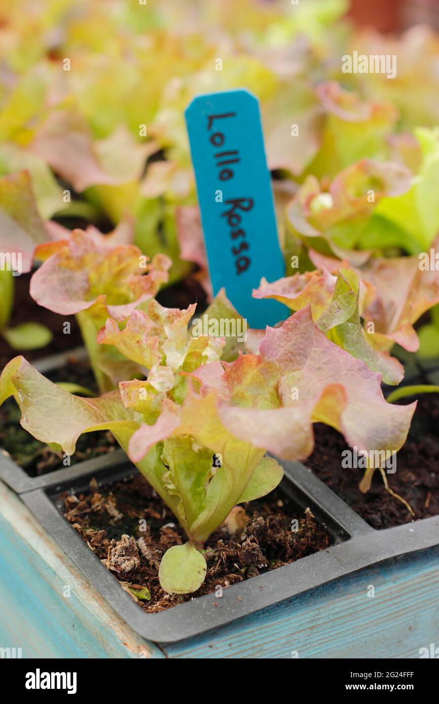 Salat aus Samen in einem modularen Tablett, fertig zum Pflanzen - Lactuca sativa 'Lollo Rossa'. VEREINIGTES KÖNIGREICH Stockfoto