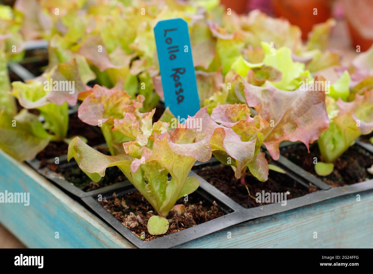 Salatkeimlinge. Salat aus Samen in einem modularen Tablett, bereit zum Auspflanzen – Lactuca sativa „Lollo Rossa“. UK Stockfoto