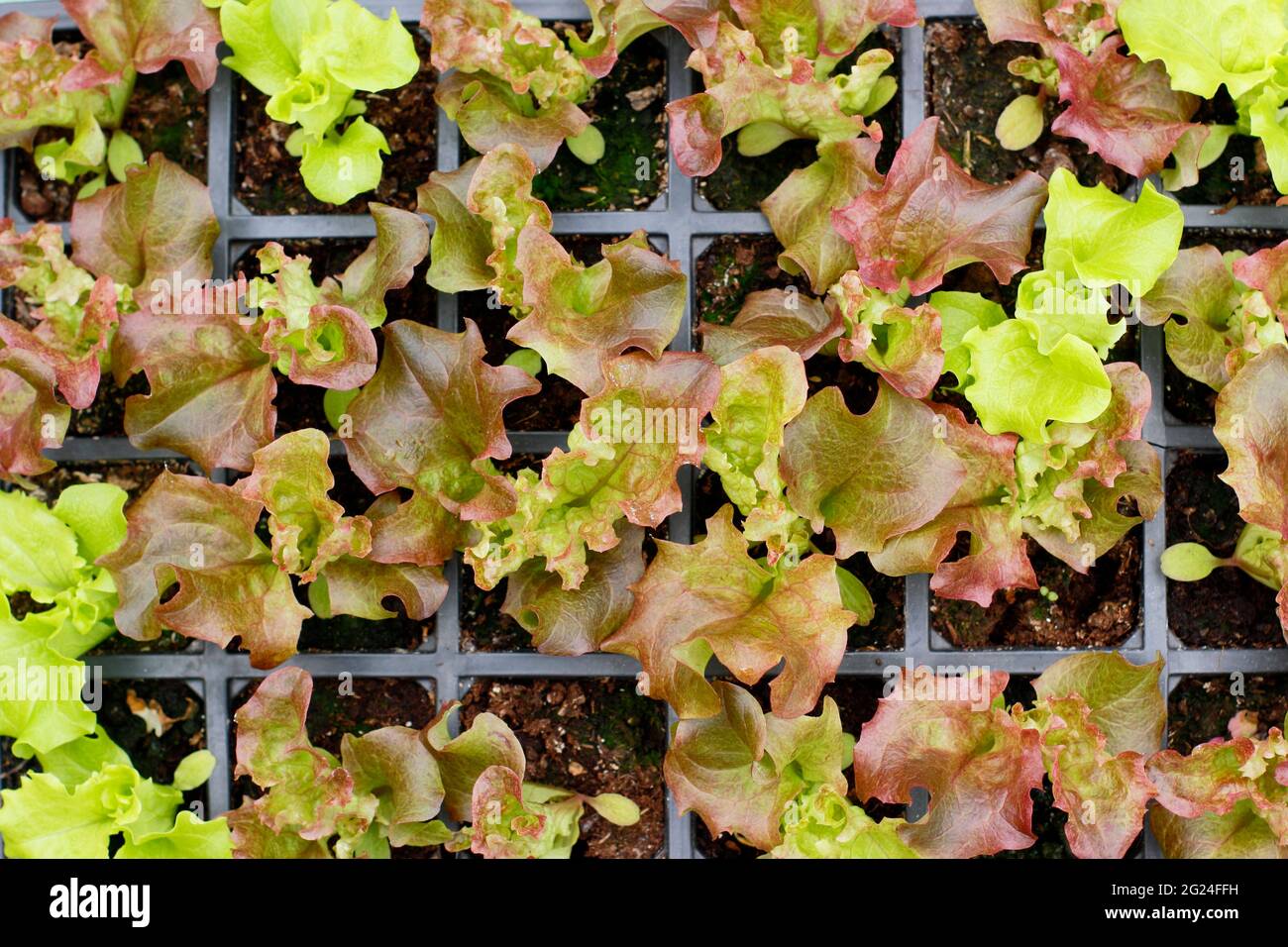 Salat aus Samen in einem modularen Tablett, fertig zum Pflanzen - Lactuca sativa 'Lollo Rossa'. VEREINIGTES KÖNIGREICH Stockfoto