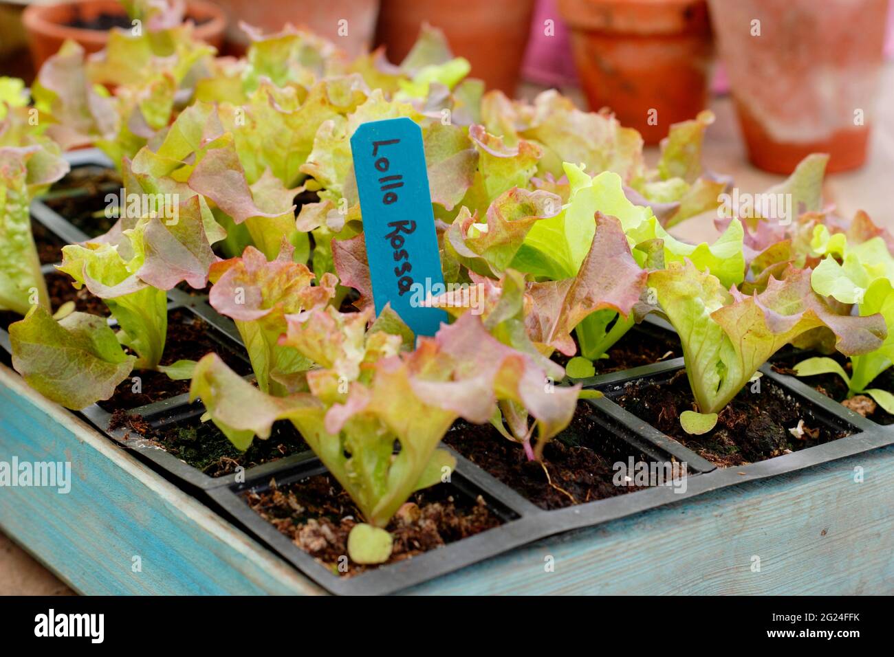 Salatkeimlinge. Salat aus Samen in einem modularen Tablett, bereit zum Auspflanzen – Lactuca sativa „Lollo Rossa“. UK Stockfoto