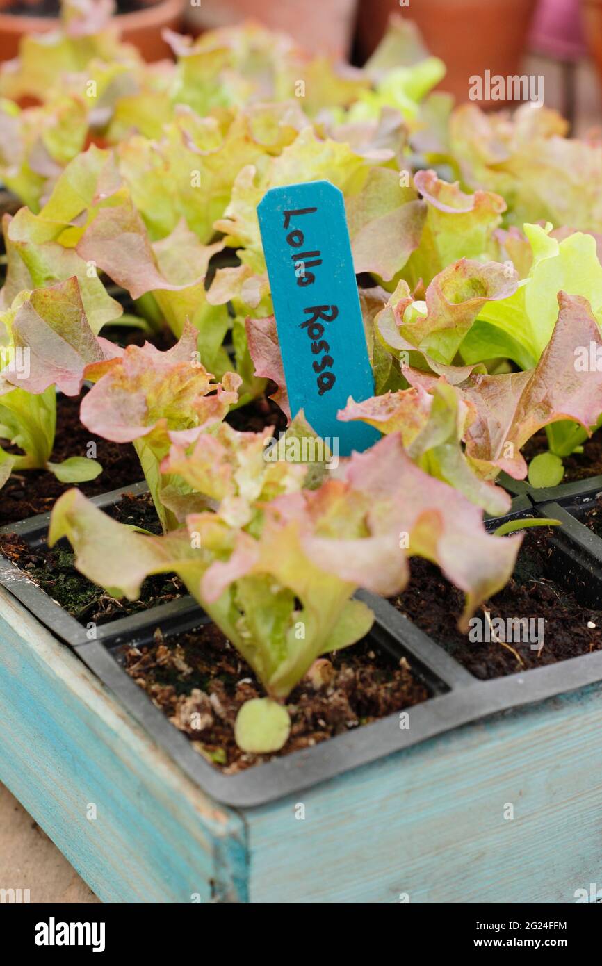 Salat aus Samen in einem modularen Tablett, fertig zum Pflanzen - Lactuca sativa 'Lollo Rossa'. VEREINIGTES KÖNIGREICH Stockfoto