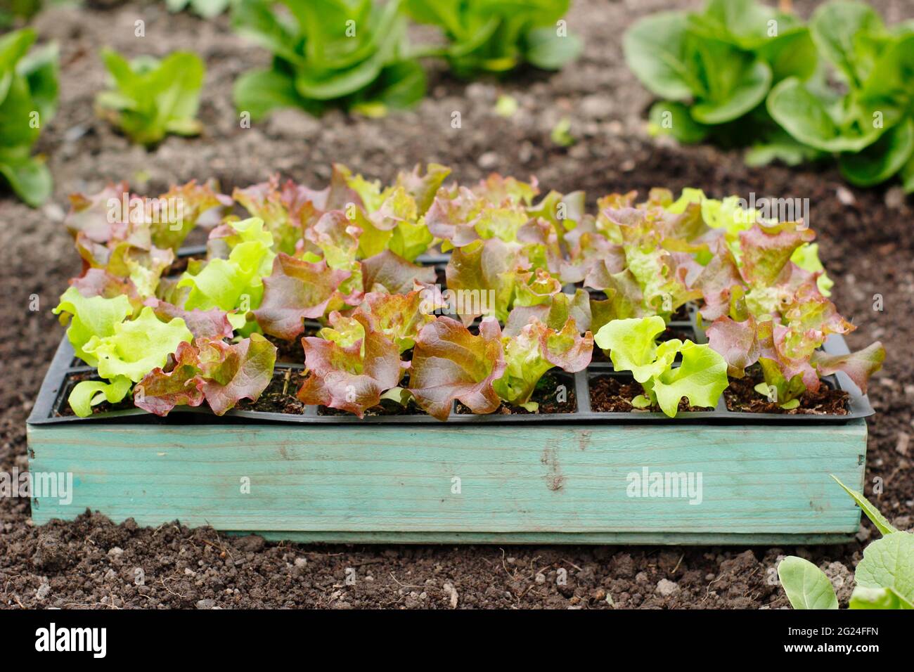 Salat aus Samen in einem modularen Tablett, fertig zum Pflanzen - Lactuca sativa 'Lollo Rossa'. VEREINIGTES KÖNIGREICH Stockfoto