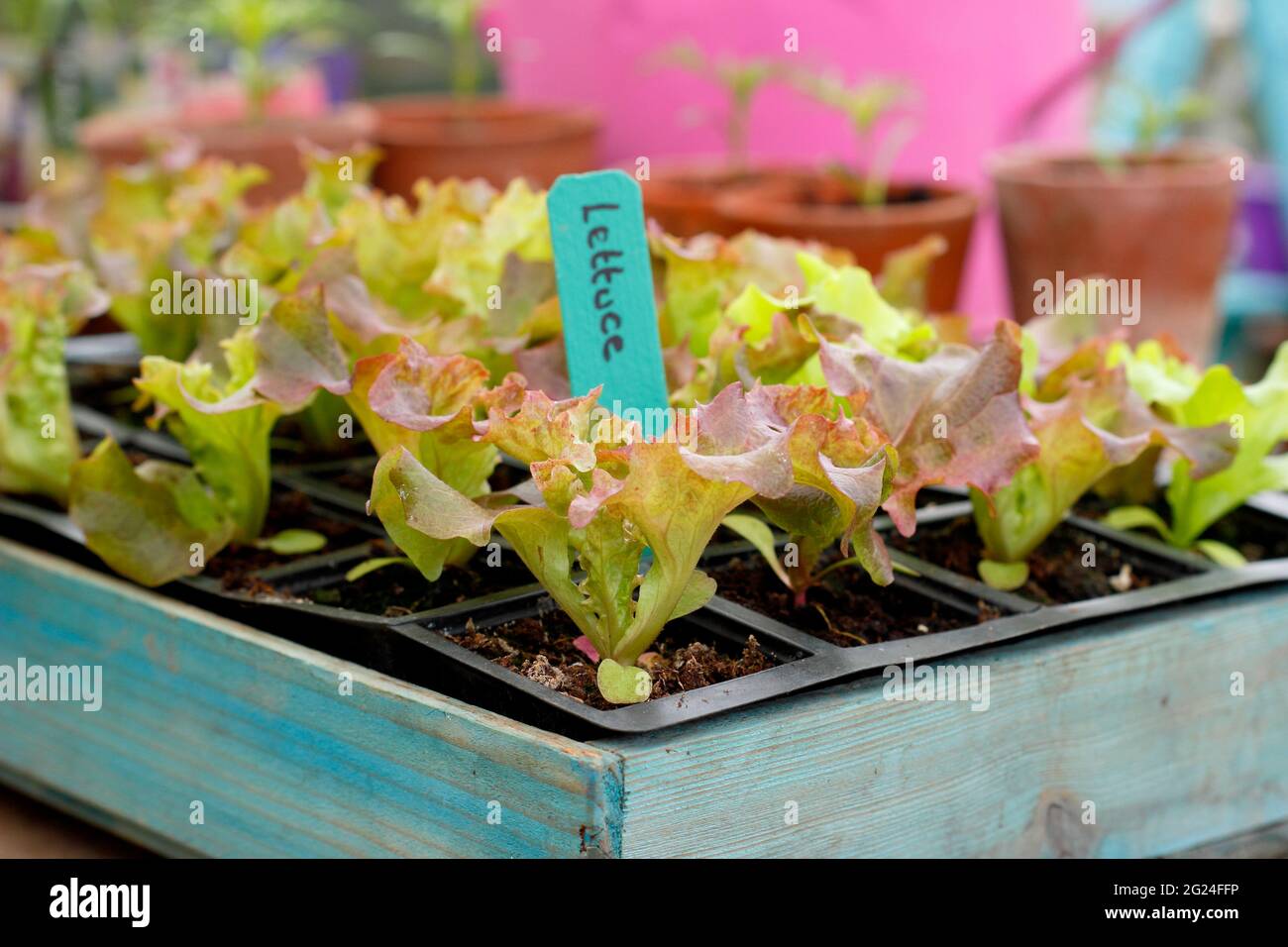 Salatpflanzen. Salat aus Samen in einem modularen Tablett, bereit zum Auspflanzen – Lactuca sativa „Lollo Rossa“. UK Stockfoto