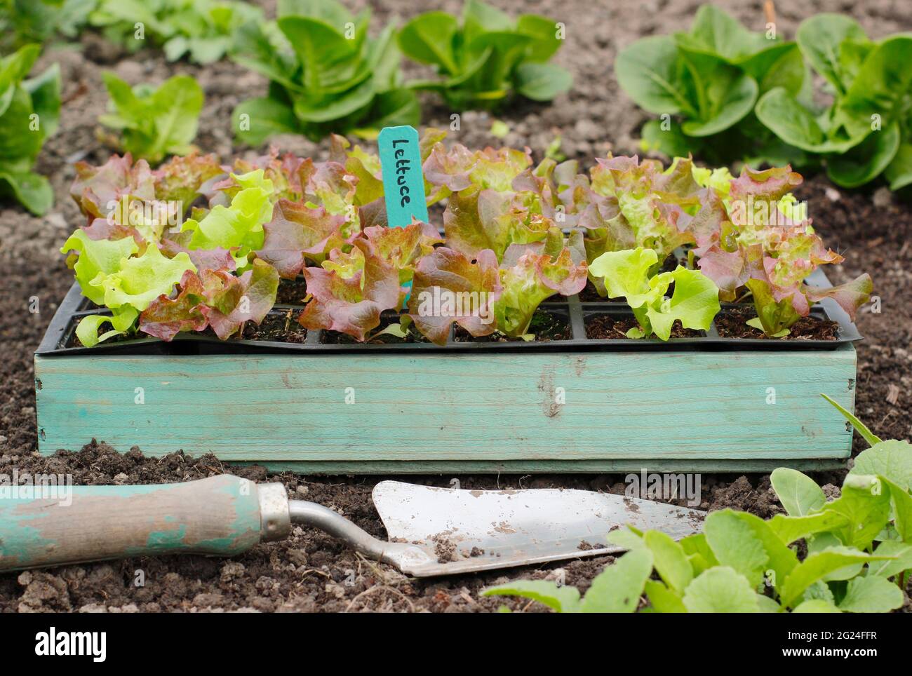 Salat aus Samen in einem modularen Tablett, fertig zum Pflanzen - Lactuca sativa 'Lollo Rossa'. VEREINIGTES KÖNIGREICH Stockfoto