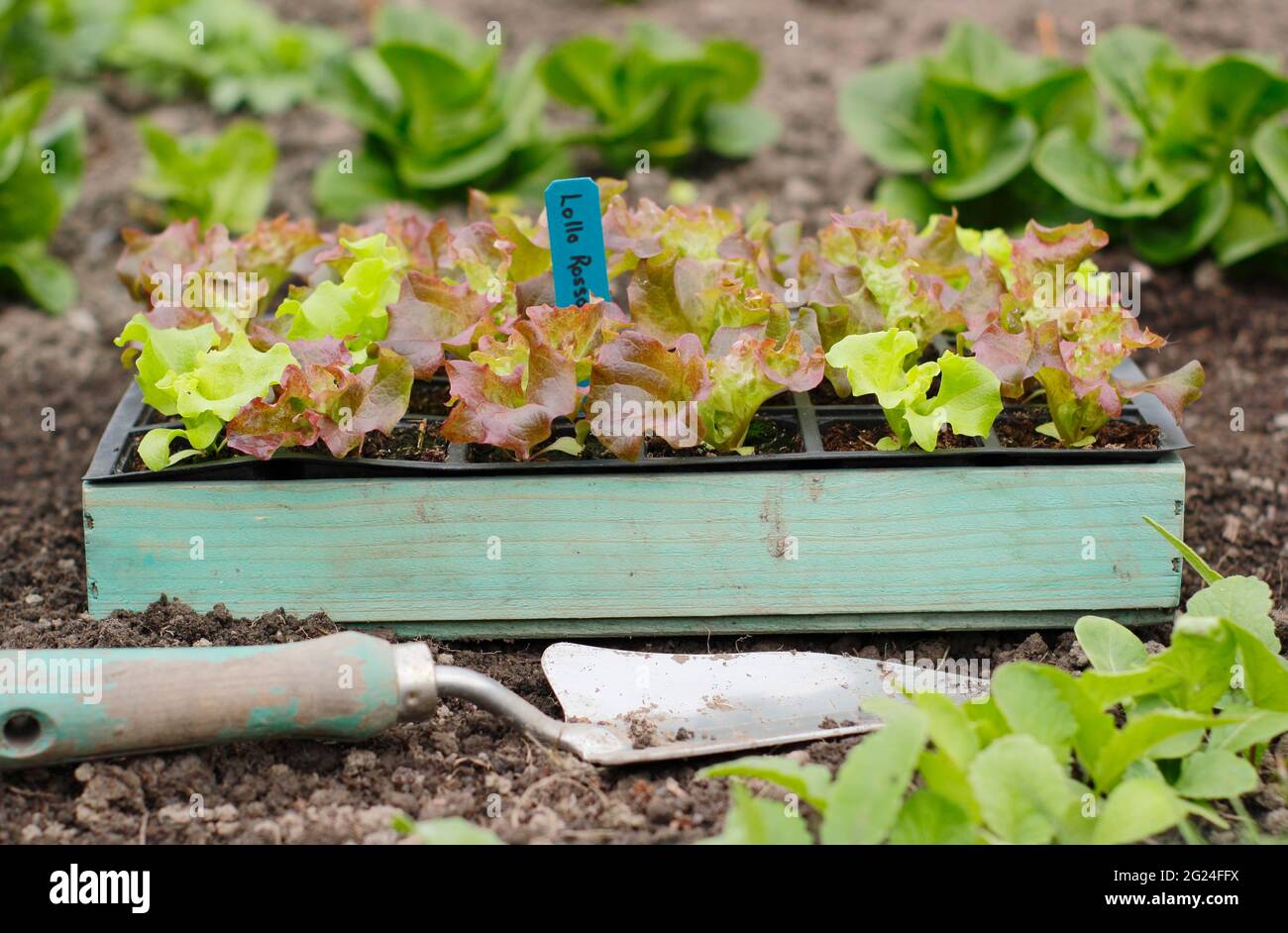 Salatpflanzen. Salat aus Samen in einem modularen Tablett, bereit zum Auspflanzen – Lactuca sativa „Lollo Rossa“. UK Stockfoto