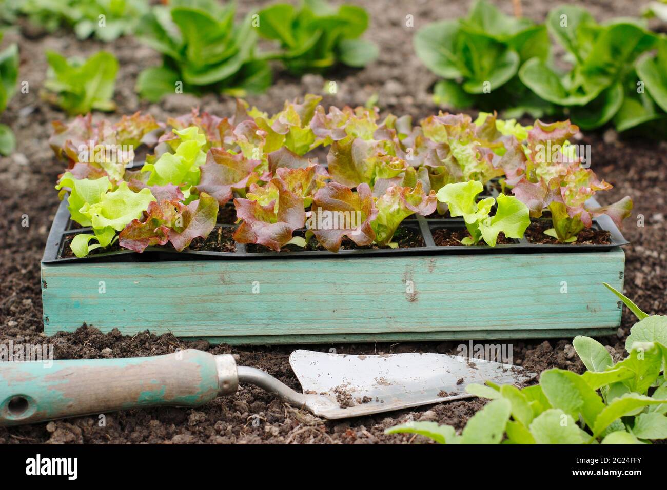 Salatpflanzen. Salat aus Samen in einem modularen Tablett, bereit zum Auspflanzen – Lactuca sativa „Lollo Rossa“. UK Stockfoto