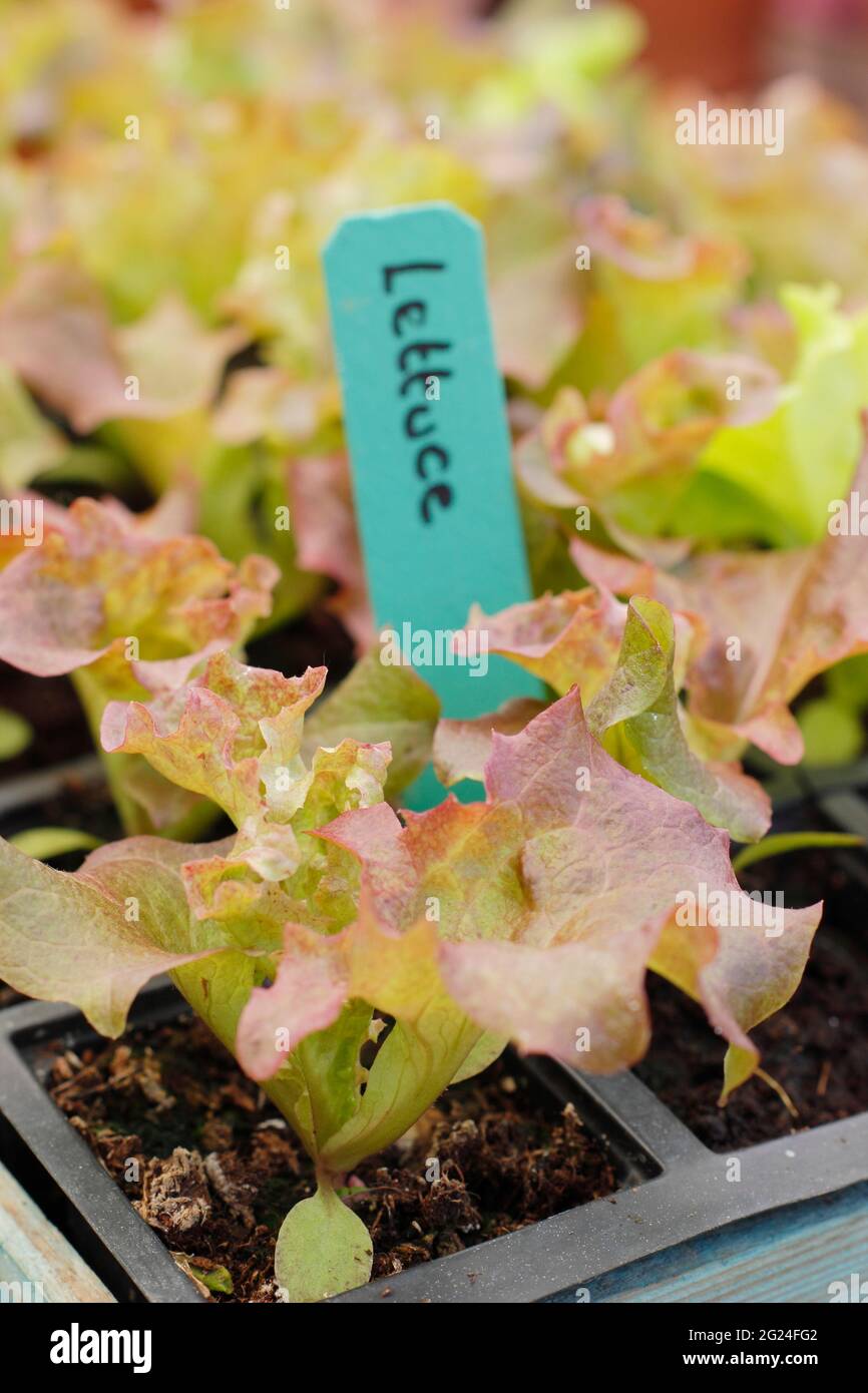 Salat aus Samen in einem modularen Tablett, fertig zum Pflanzen - Lactuca sativa 'Lollo Rossa'. VEREINIGTES KÖNIGREICH Stockfoto