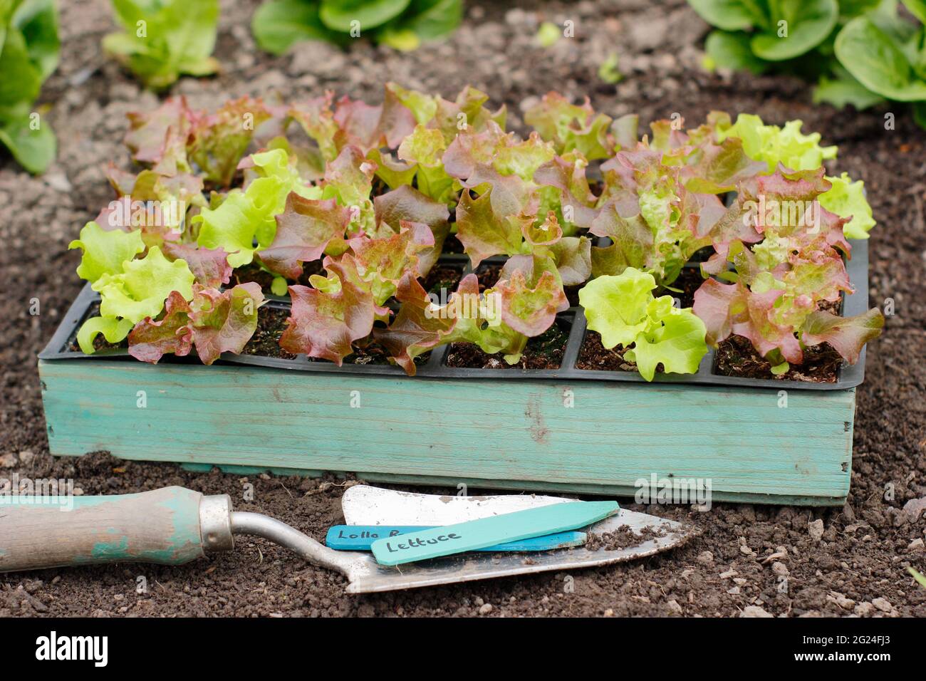 Salat aus Samen in einem modularen Tablett, fertig zum Pflanzen - Lactuca sativa 'Lollo Rossa'. VEREINIGTES KÖNIGREICH Stockfoto