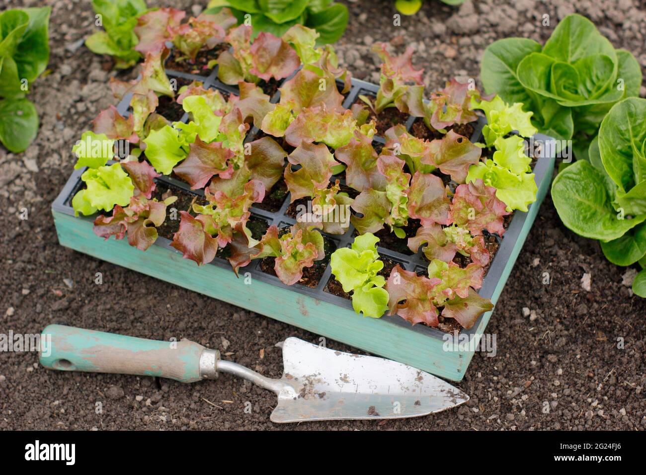 Salat aus Samen in einem modularen Tablett, fertig zum Pflanzen - Lactuca sativa 'Lollo Rossa'. VEREINIGTES KÖNIGREICH Stockfoto