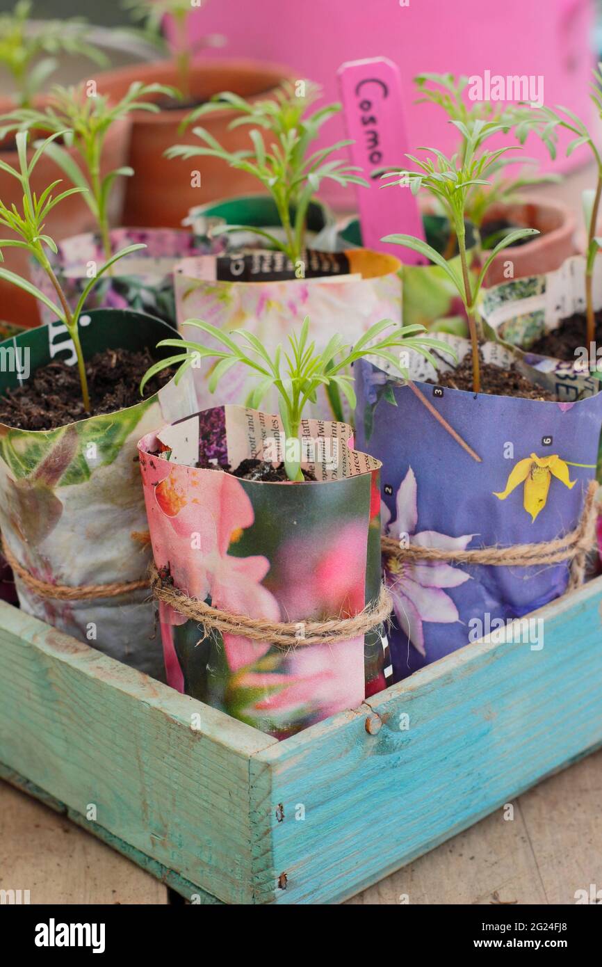 Cosmos-Sämlinge reifen in selbst hergestellten Papierpflanzen-Töpfen. VEREINIGTES KÖNIGREICH Stockfoto