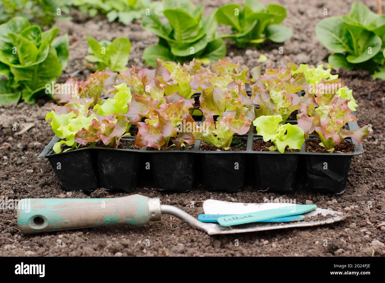 Salatpflanzen. Salat aus Samen in einem modularen Tablett, bereit zum Auspflanzen – Lactuca sativa „Lollo Rossa“. UK Stockfoto