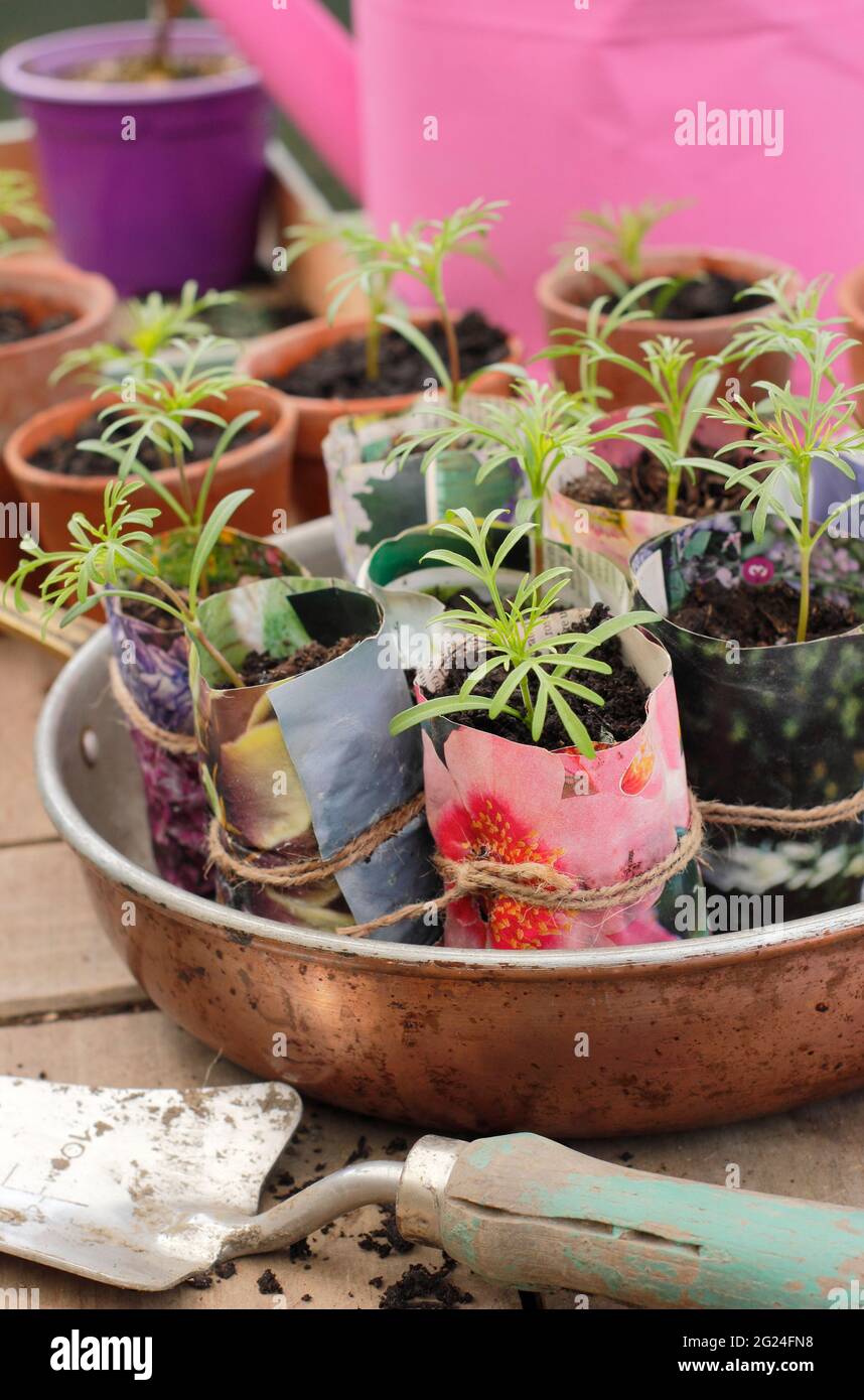 Cosmos-Sämlinge reifen in selbst hergestellten Papierpflanzen-Töpfen. VEREINIGTES KÖNIGREICH Stockfoto