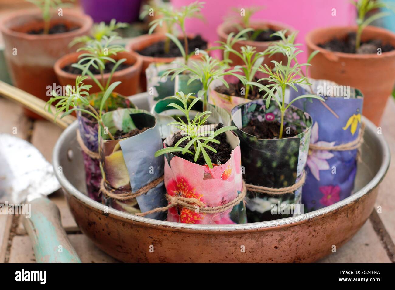 Cosmos-Sämlinge reifen in selbst hergestellten Papierpflanzen-Töpfen. VEREINIGTES KÖNIGREICH Stockfoto