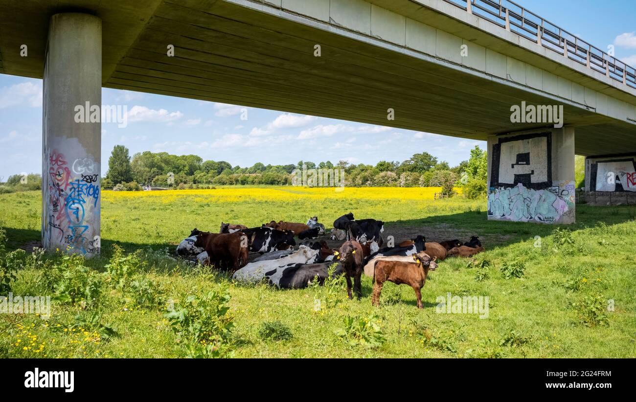 Mütter und Mutterkälber unterhalb der Straßenbrücke A1237, Rawcliffe ings, York, Großbritannien Stockfoto