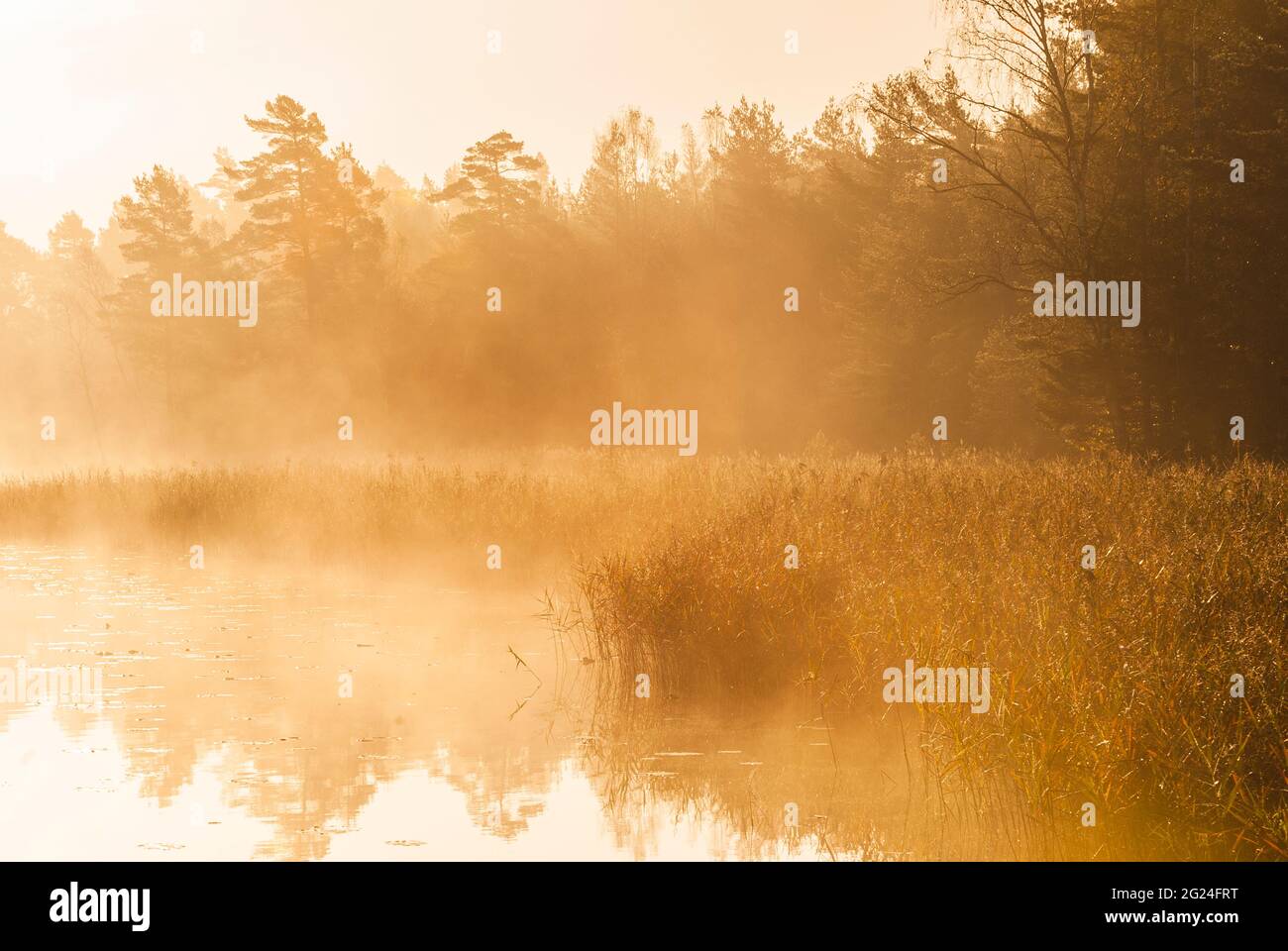 Nebel am stillen See bei Sonnenaufgang Stockfoto