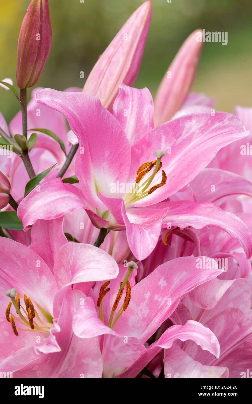 Lilium „Tabledance“. Lilien, rosa Blumenblumen, Duft duftende Orientalische Trompete Hybriden Orientpet Stockfoto