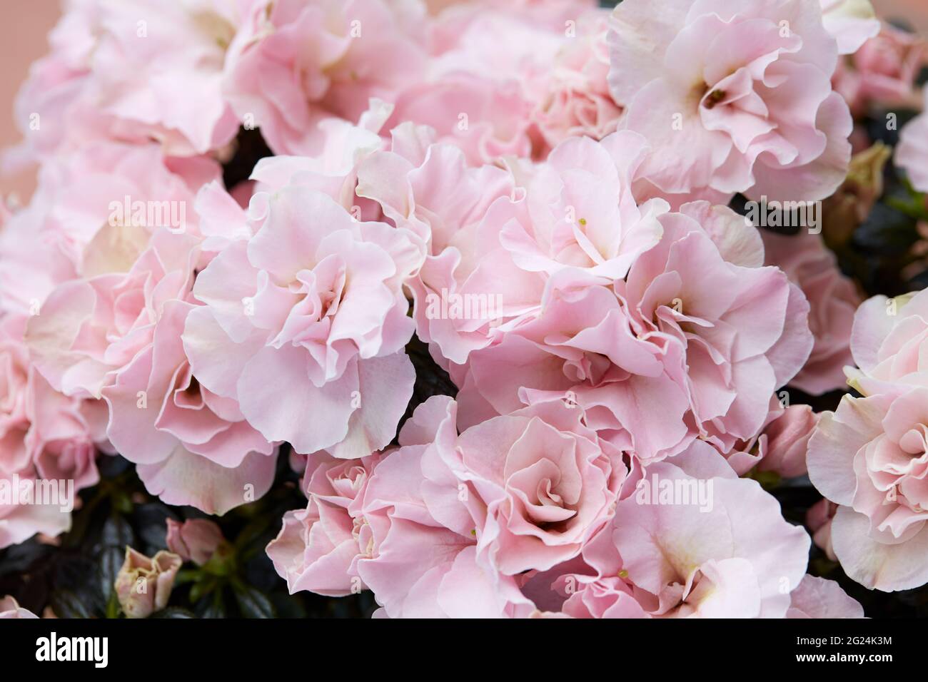 Doppelte rosa Azaleen Blumen und grüne Blätter Textur Hintergrund Stockfoto