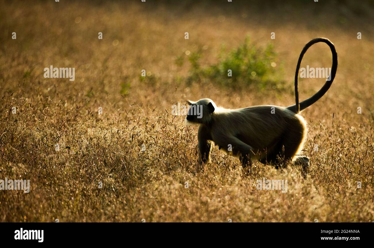 Grauer Langur-Affe, Indien Stockfoto