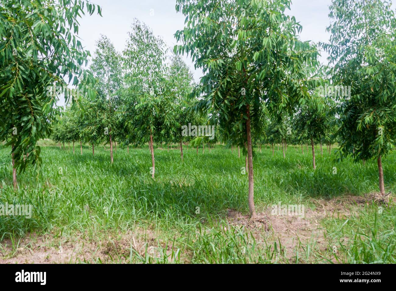 Eukalyptusplantage in der Nähe der Stadt Coronel Bogado, Paraguay Stockfoto