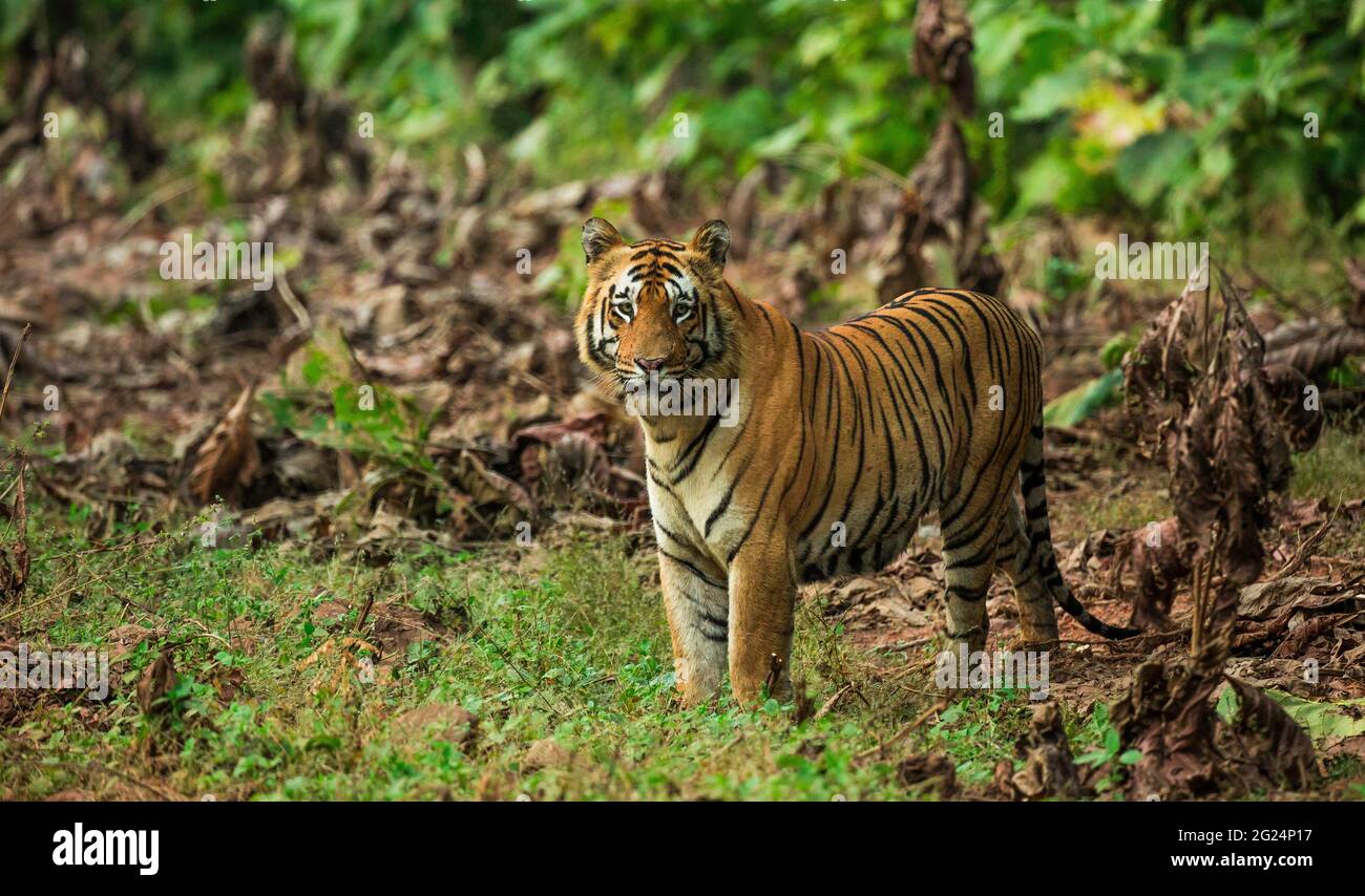 Streifenmungos (Urva vitticollis) im Waldhabitat der Trockenzone im Yala-Nationalpark, Sri Lanka. Stockfoto