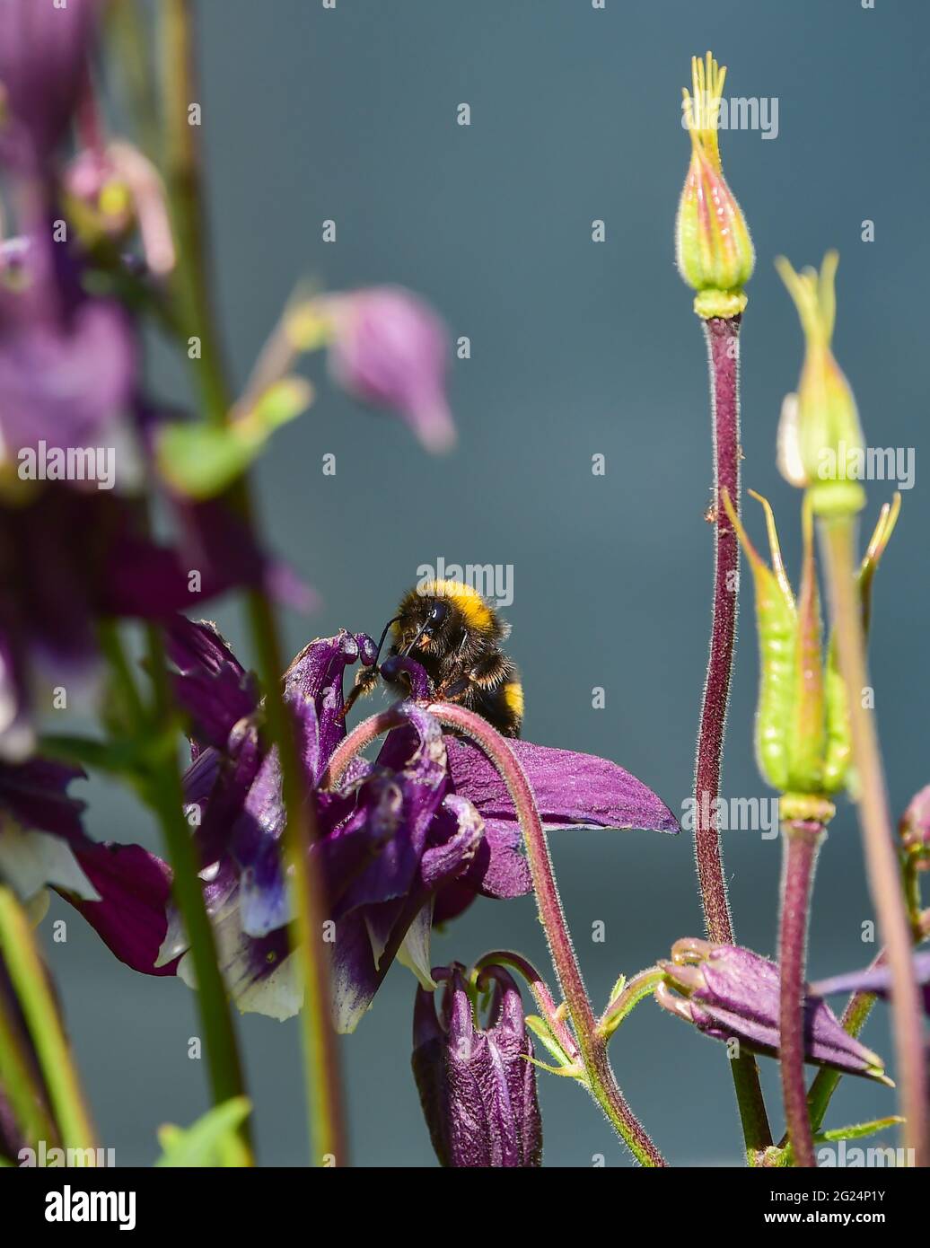 Hummel setzt sich auf einer Aquilegia vulgaris Blume in einem Garten in Brighton nieder Sussex England UK Foto aufgenommen von Simon Dack Stockfoto