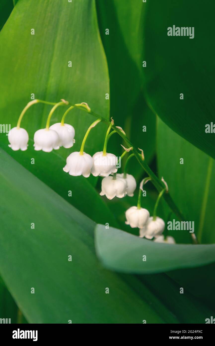 Convallaria majalis Blume. Maiglöckchen Stockfoto