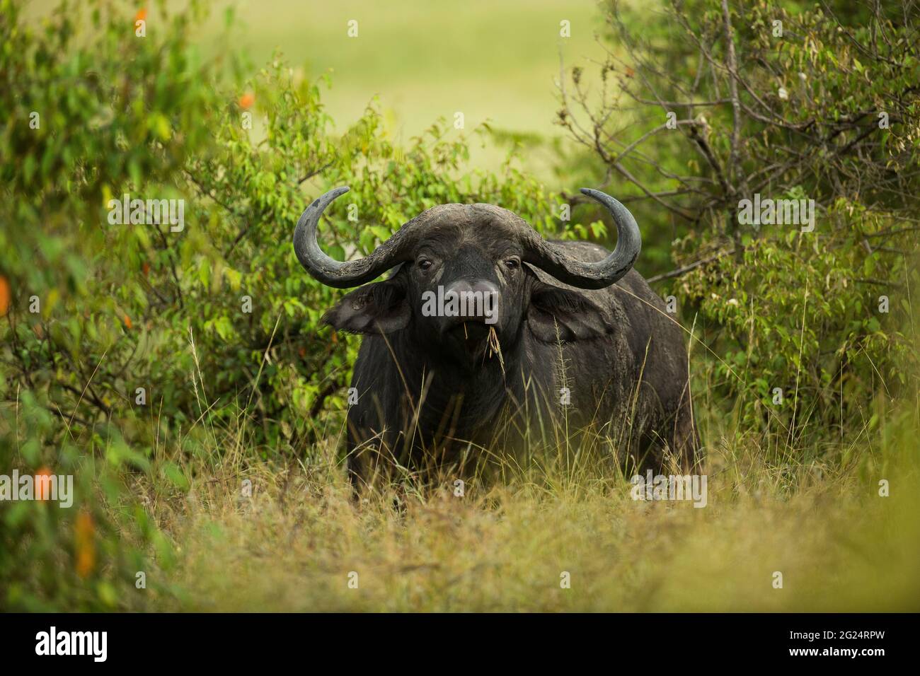 Afrikanischer Kapbüffel, Maasai Mara, Kenia. Bekannt als das gefährlichste Tier in Afrika von Jägern von alten, ist der Cape Buffalo ein beeindruckendes Tier. Stockfoto