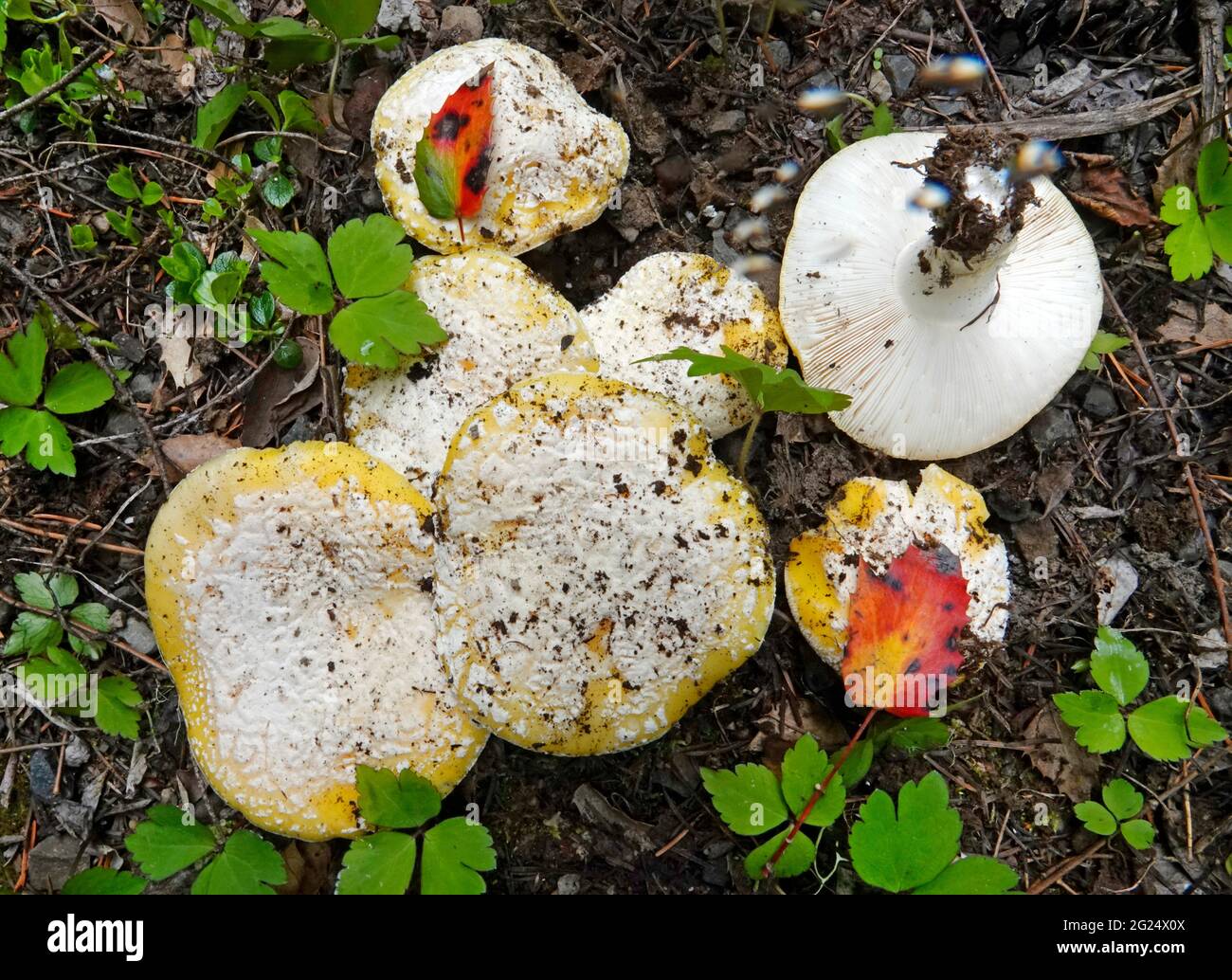 Amanita aprica, auch als Sonnenscheinamanita bekannt, ist ein giftiger Pilz, der im pazifischen Nordwesten wächst, in der Regel in Kiefern-/Douglasien-Wäldern. Stockfoto