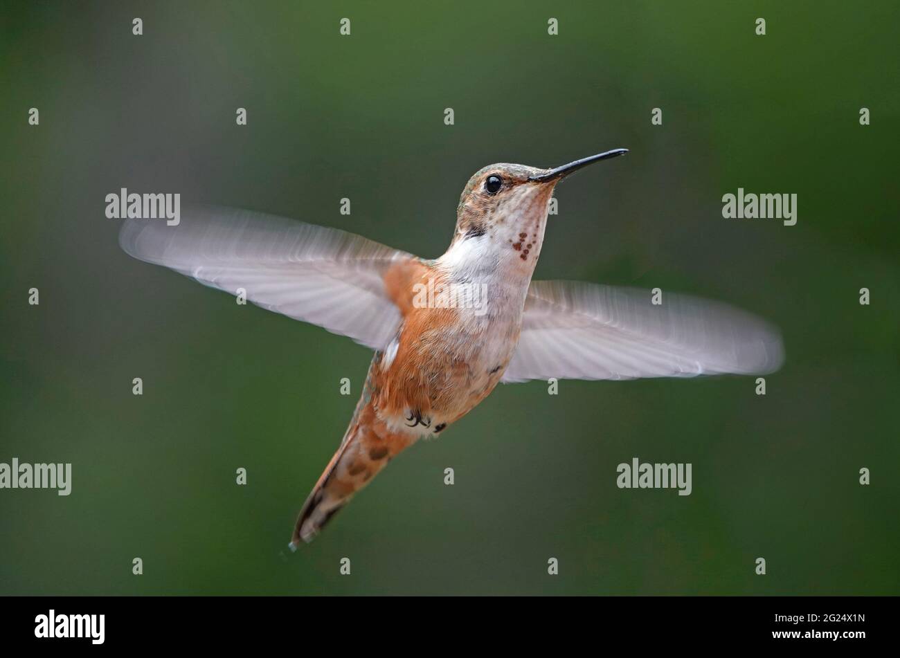 Nahaufnahme eines Rufus Kolibris, Selasphorus rufus, während des Fluges in den Cascade Mountains im Zentrum von Oregon. Stockfoto