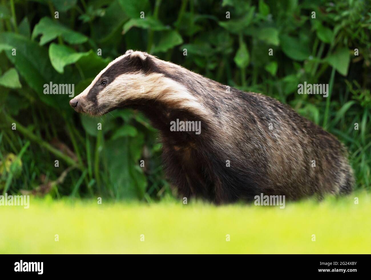 Ein Erwachsener europäischer Dachs (Meles meles) taucht aus seinem Sett zu füttern, Warwickshire Stockfoto