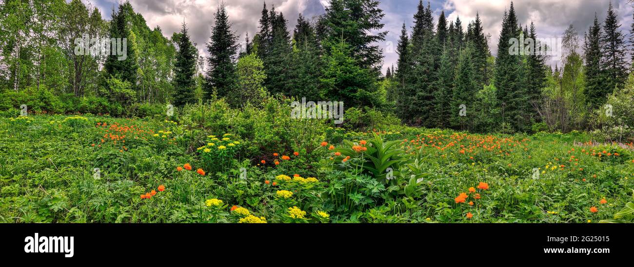 Panorama der frühlingsblühenden Waldlichtung. Blühende Wiese in der Nähe von Wäldern mit Kräutern, leuchtend orangefarbenen und gelben Wildblumen zwischen Birken und Tannen Stockfoto