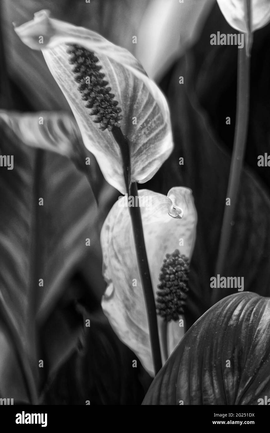 Spathiphyllum picasso, Spathiphyllum picasso, mehrjährig, immergrün, Pflanze, Aroide Familie Stockfoto
