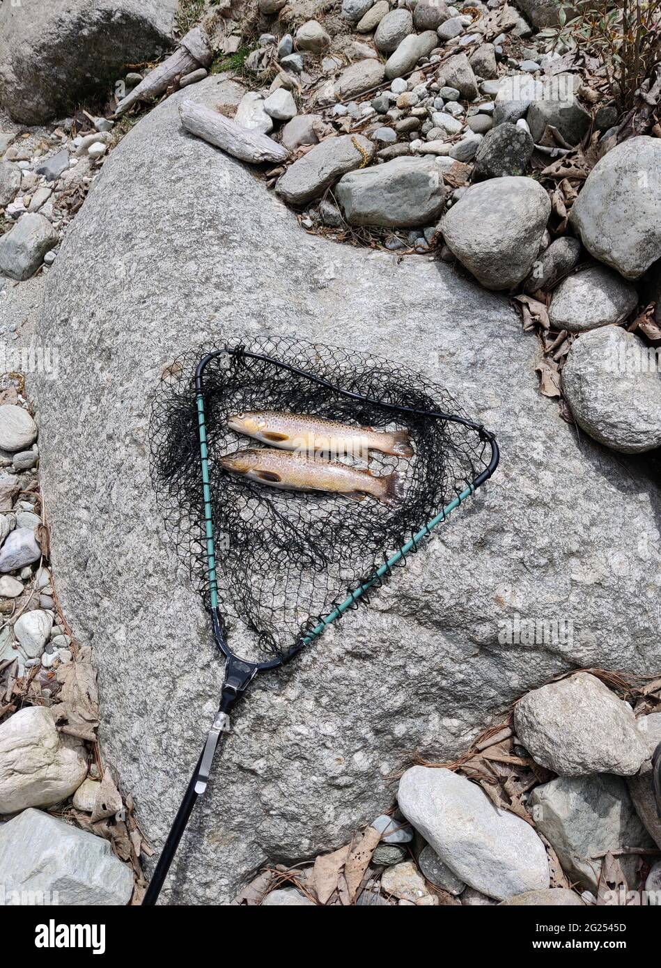 Frisch gefangener wilder Bachforelle auf einem Felsen neben einem Fischernetz, Himachal Pradesh, Indien Stockfoto
