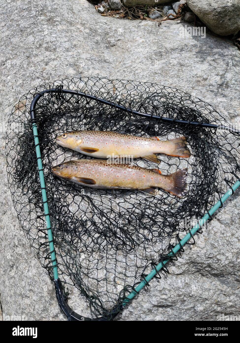 Frisch gefangener wilder Bachforelle auf einem Felsen neben einem Fischernetz, Himachal Pradesh, Indien Stockfoto