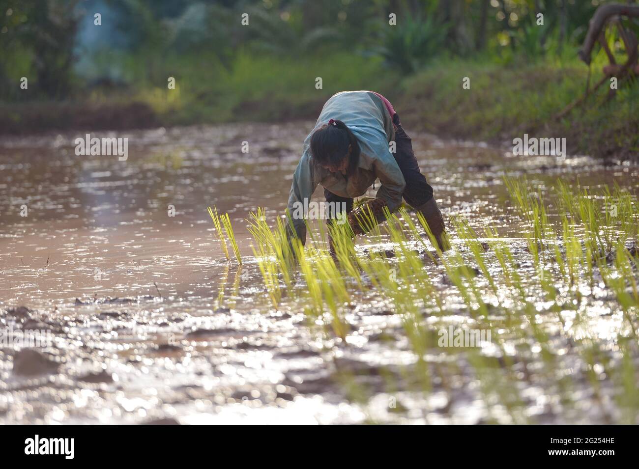 Landwirt Pflanzen Reispflanzen in einem überfluteten Reisfeld, Thailand Stockfoto