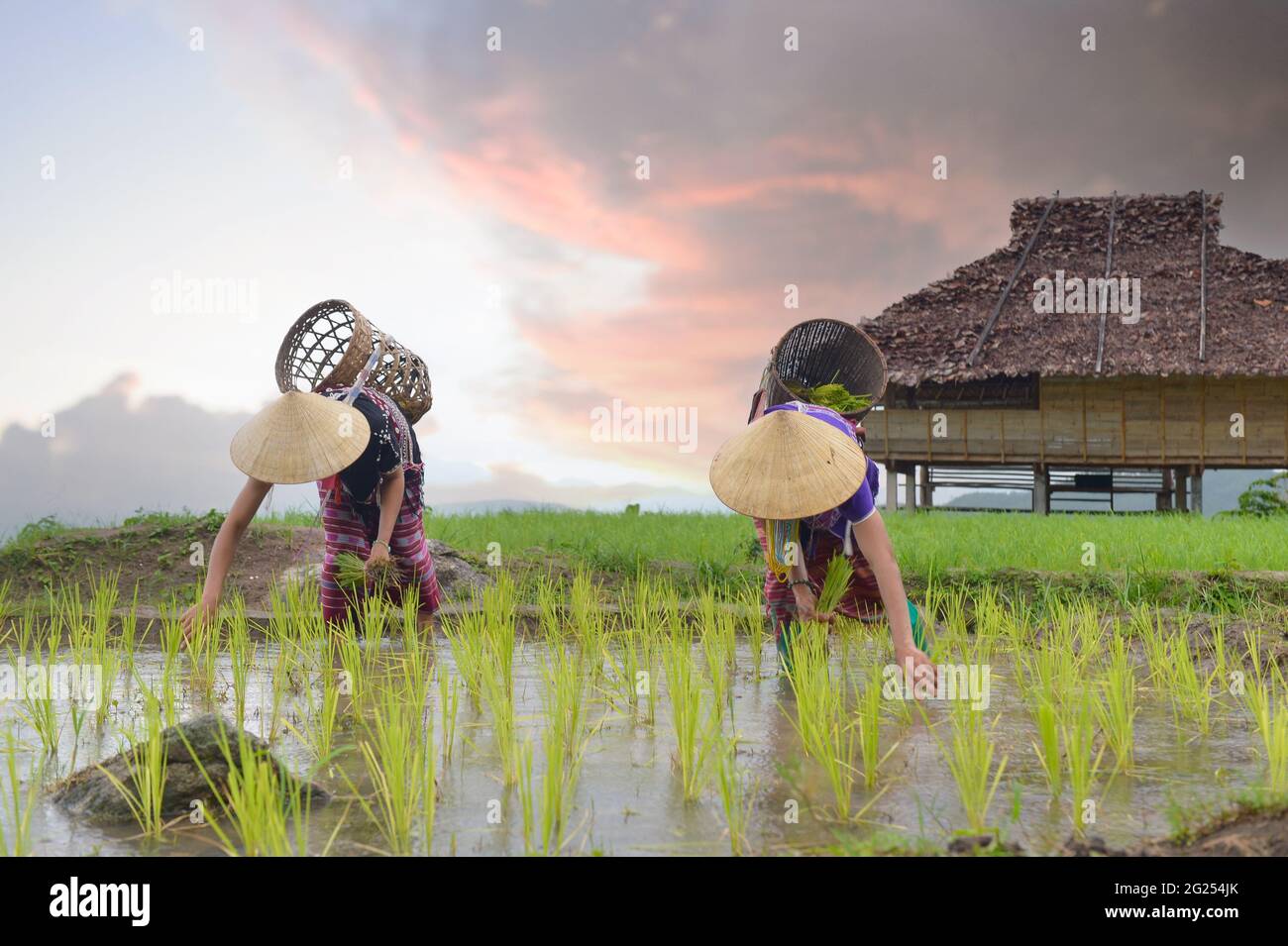 Zwei Bauern pflanzten Reispflanzen in einem überfluteten Reisfeld in Thailand Stockfoto